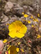 Image of Balbisia microphylla (Phil.) Reiche