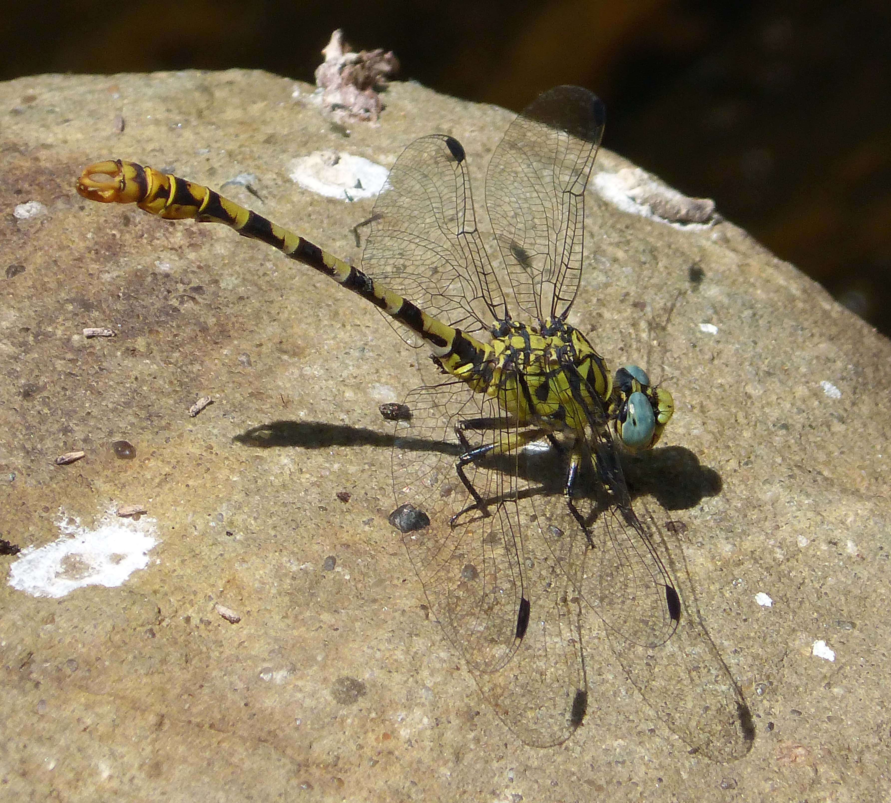 Image of Green-eyed Hooktail