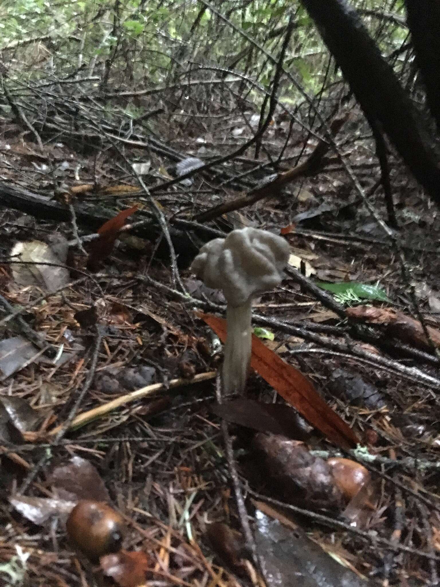 Image of Helvella maculata N. S. Weber 1975