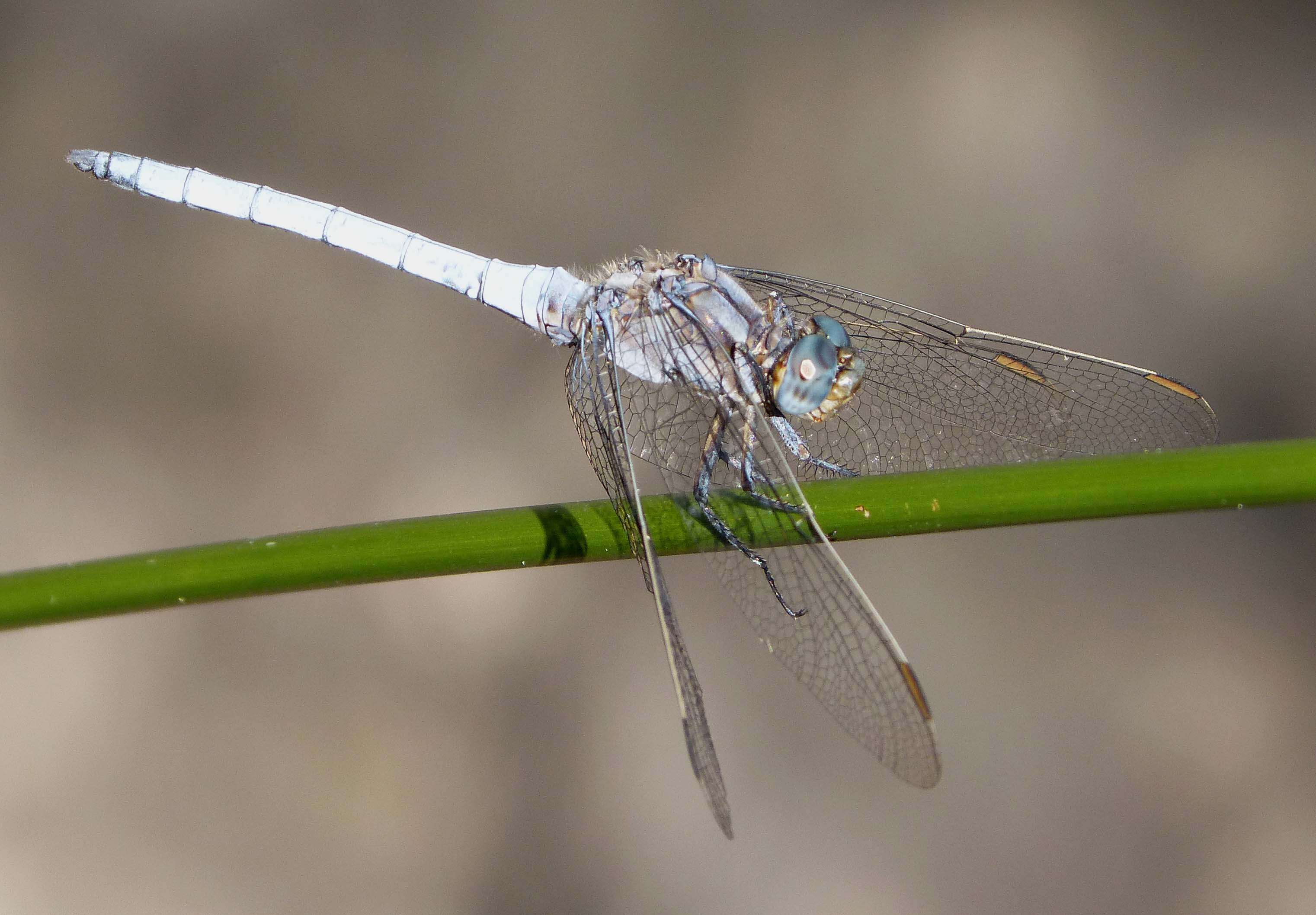 Image of Southern Skimmer