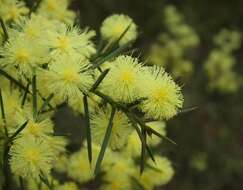 صورة Acacia genistifolia Link