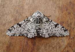 Image of peppered moth