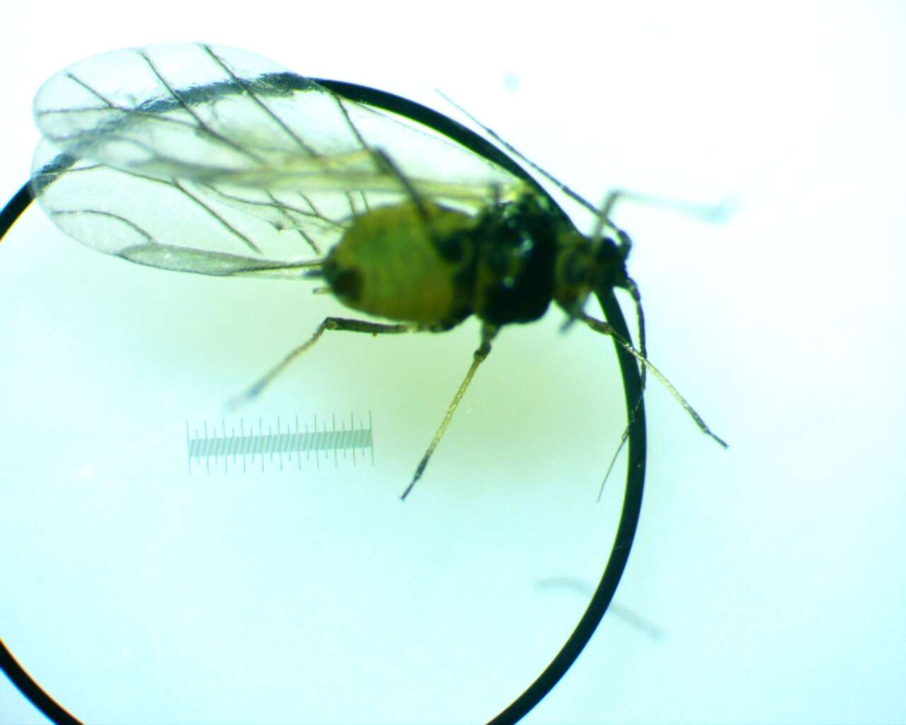 Image of Aphid