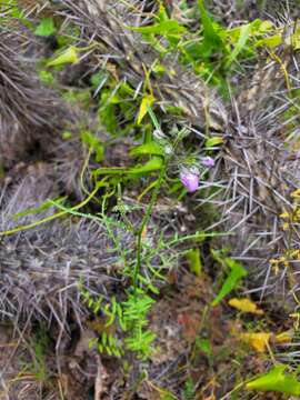 Imagem de Schizanthus porrigens subsp. borealis