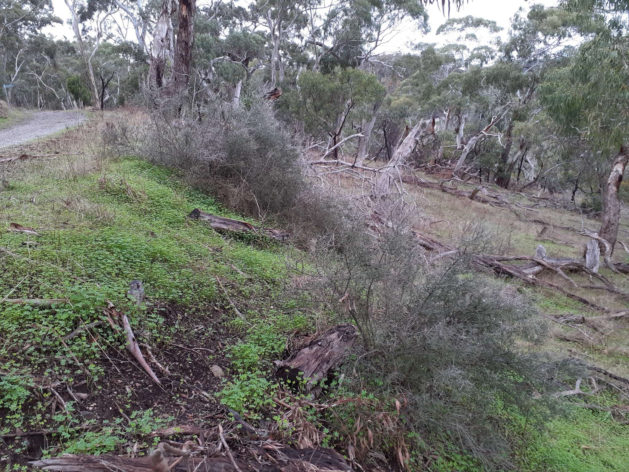 Melicytus angustifolius subsp. divaricatus Stajsic & R. F. Douglas resmi