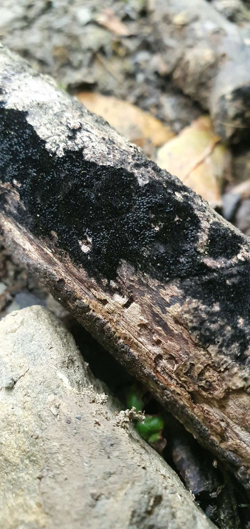 Слика од Chaetosphaerella phaeostroma (Durieu & Mont.) E. Müll. & C. Booth 1972