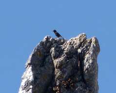 Image of Black Wheatear