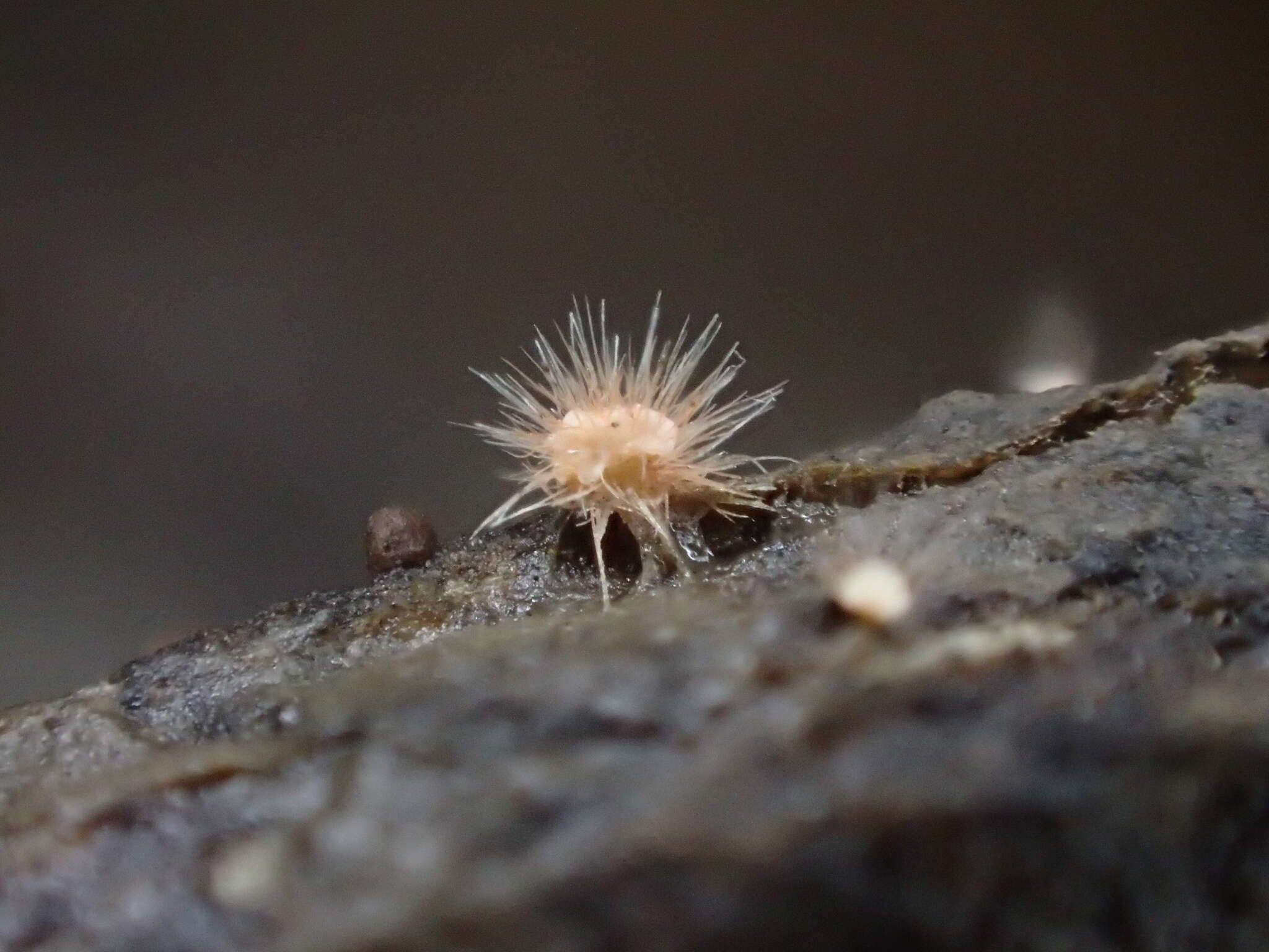 Volutella ciliata (Alb. & Schwein.) Fr. 1832 resmi