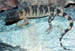Image of Pallid knob-scaled lizard