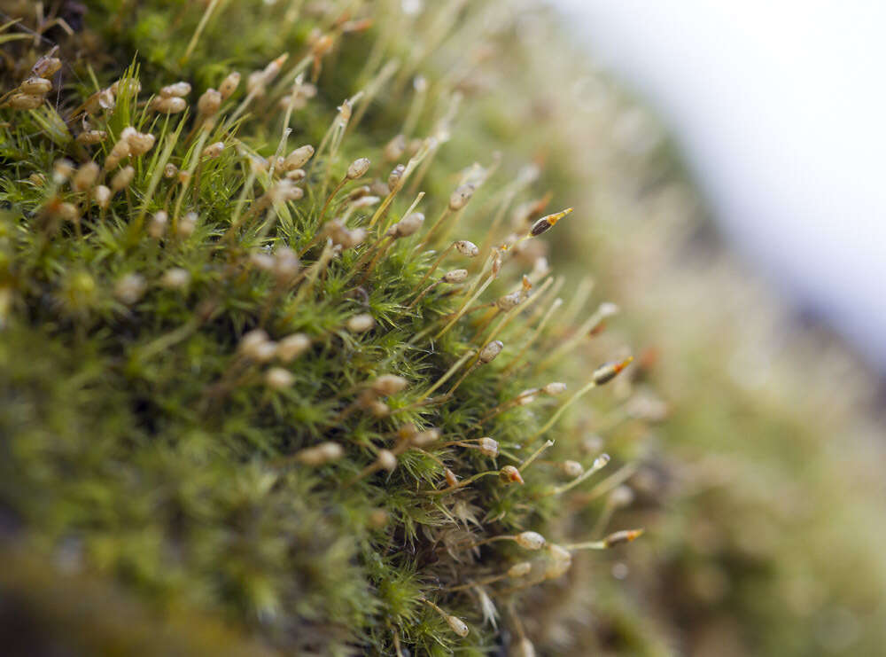 Image of racomitrium moss