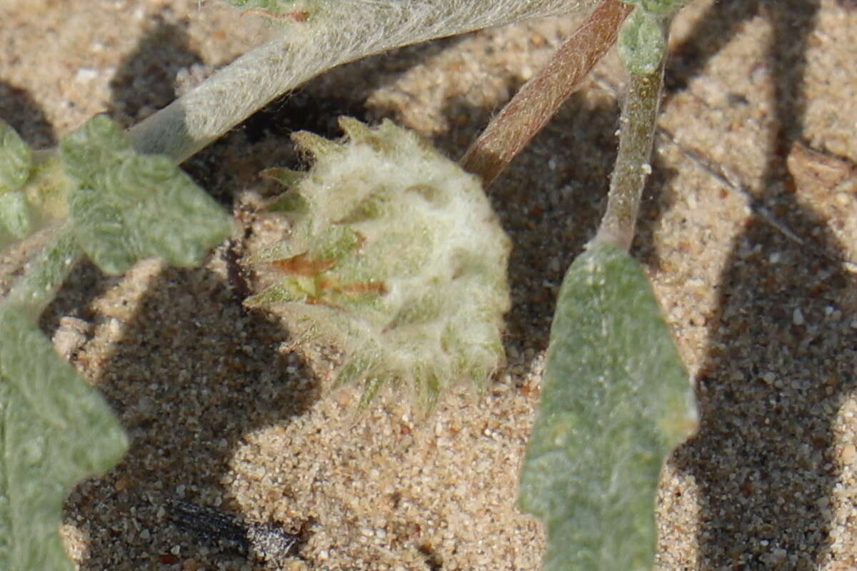 Image de Neurada procumbens L.