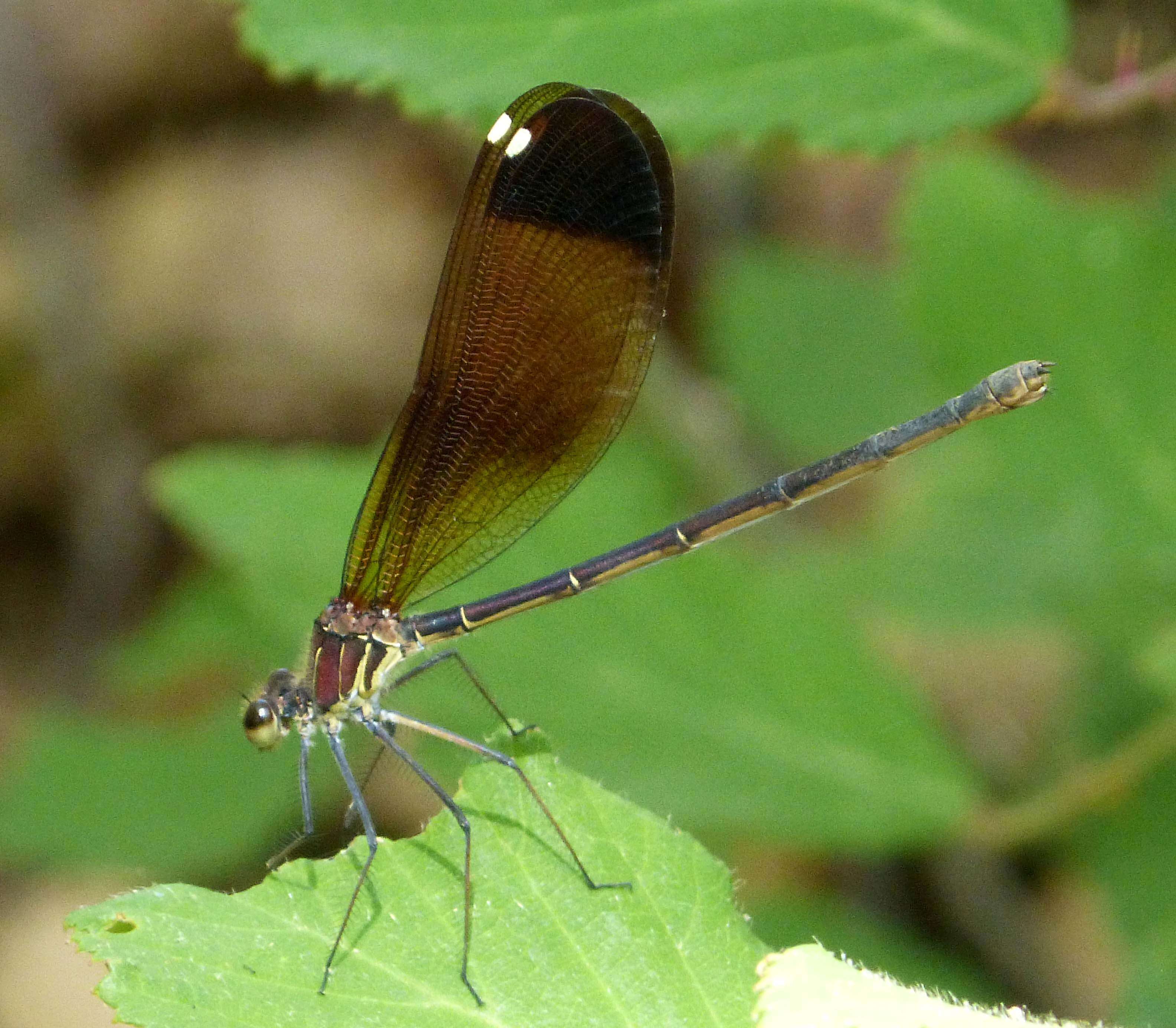 Image of Copper Demoiselle