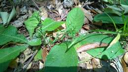 Plancia ëd Galium uniflorum Michx.