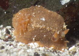 Image of Geitodoris mavis (Marcus & Marcus 1967)