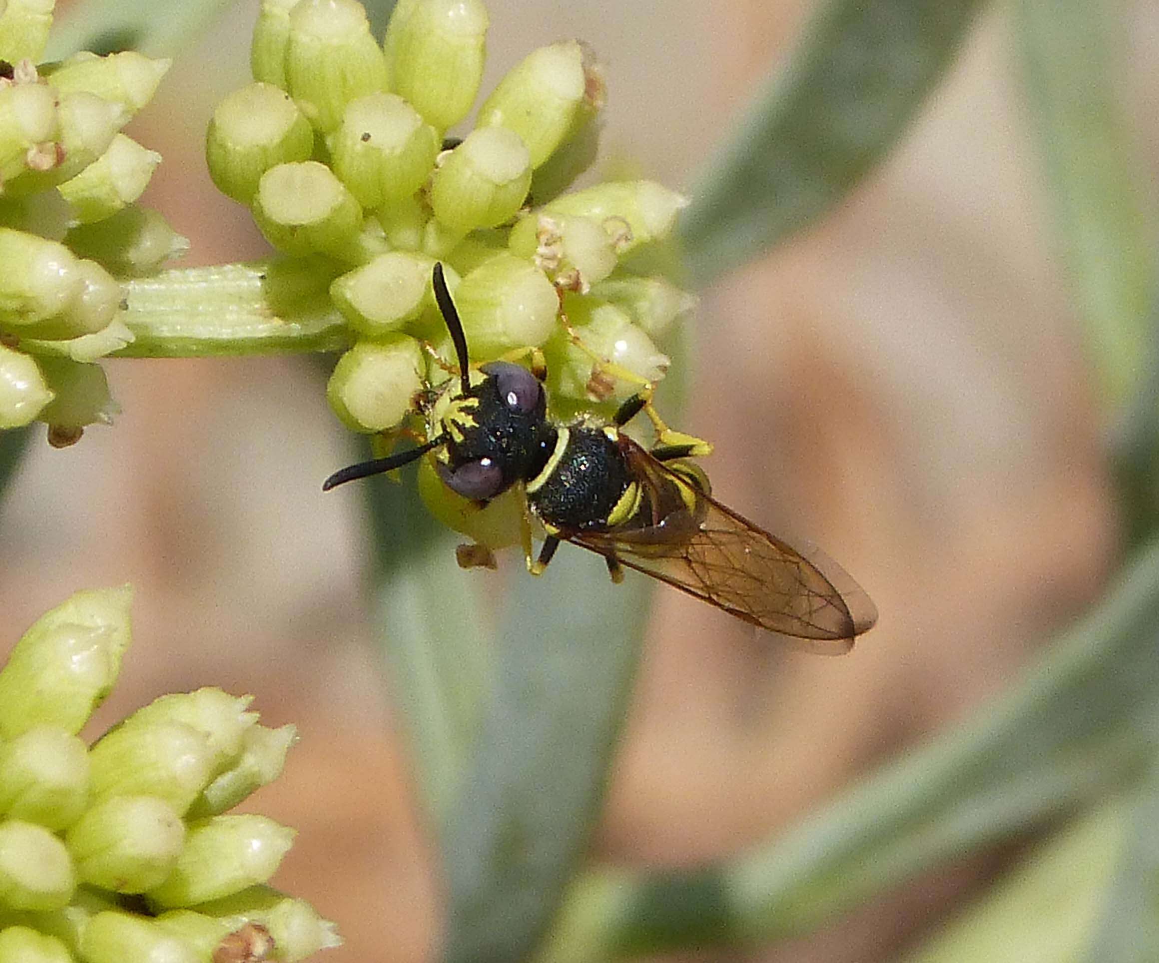 Imagem de Philanthus triangulum (Fabricius 1775)