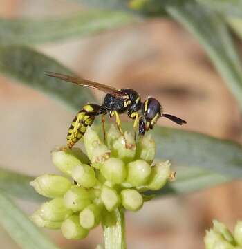 Imagem de Philanthus triangulum (Fabricius 1775)