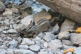 Image of Palmer’s Chipmunk