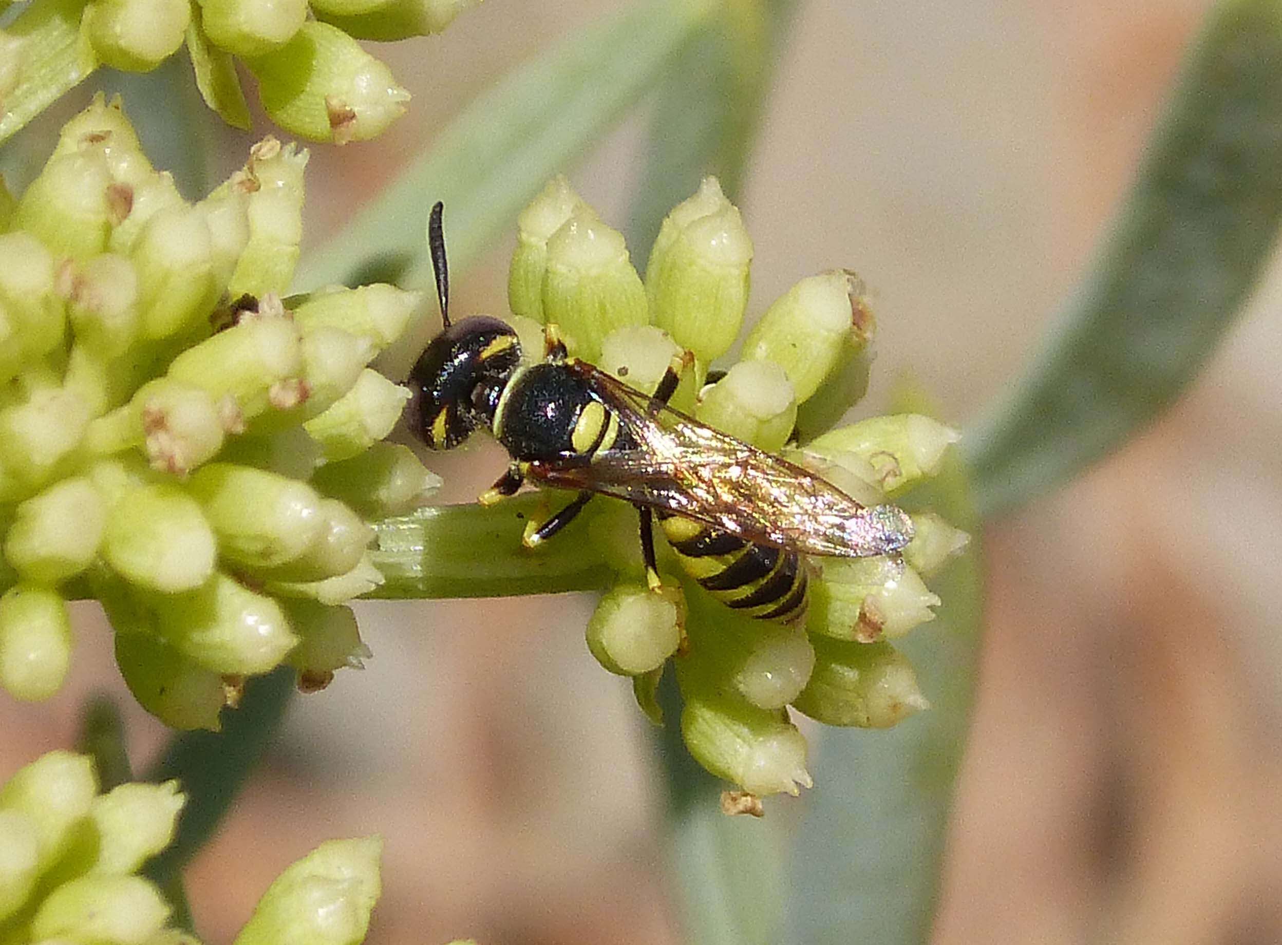 Imagem de Philanthus triangulum (Fabricius 1775)