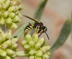 Imagem de Philanthus triangulum (Fabricius 1775)