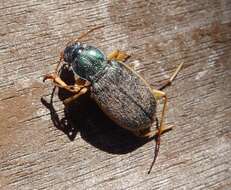 Image of Vivid Metallic Ground Beetles