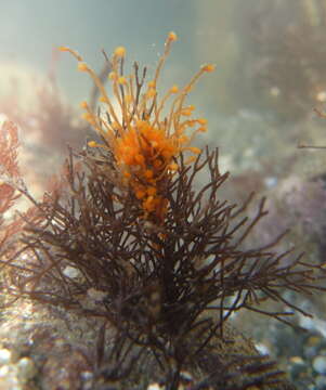 Image of orange hydroid