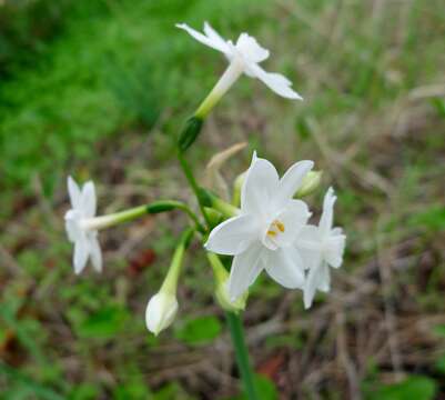 Image of paperwhite narcissus