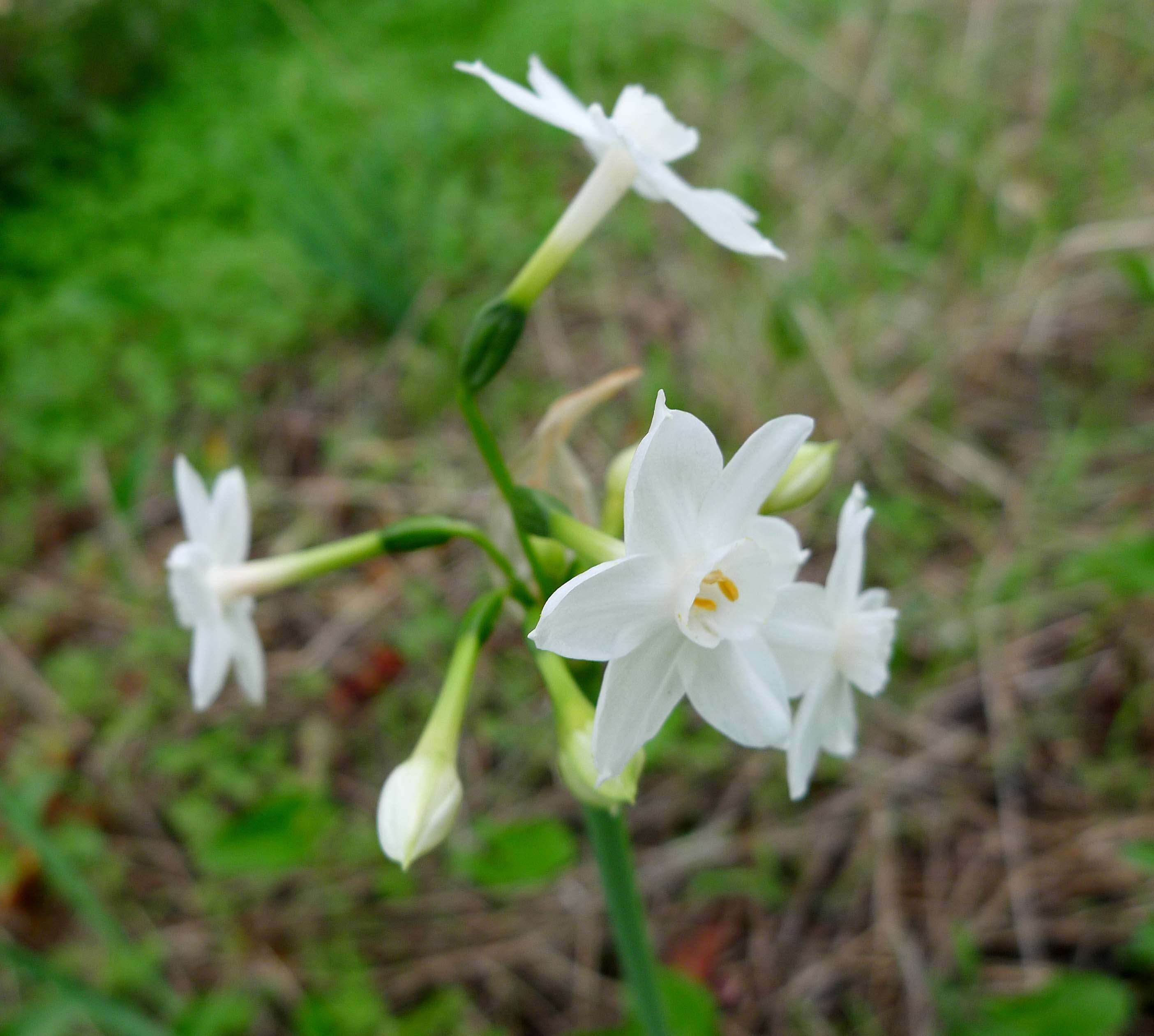 Image of paperwhite narcissus