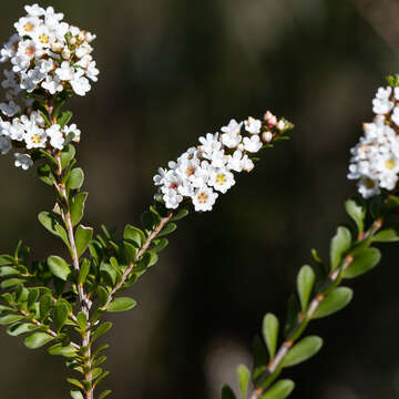 Thryptomene calycina (Lindley) Stapf resmi