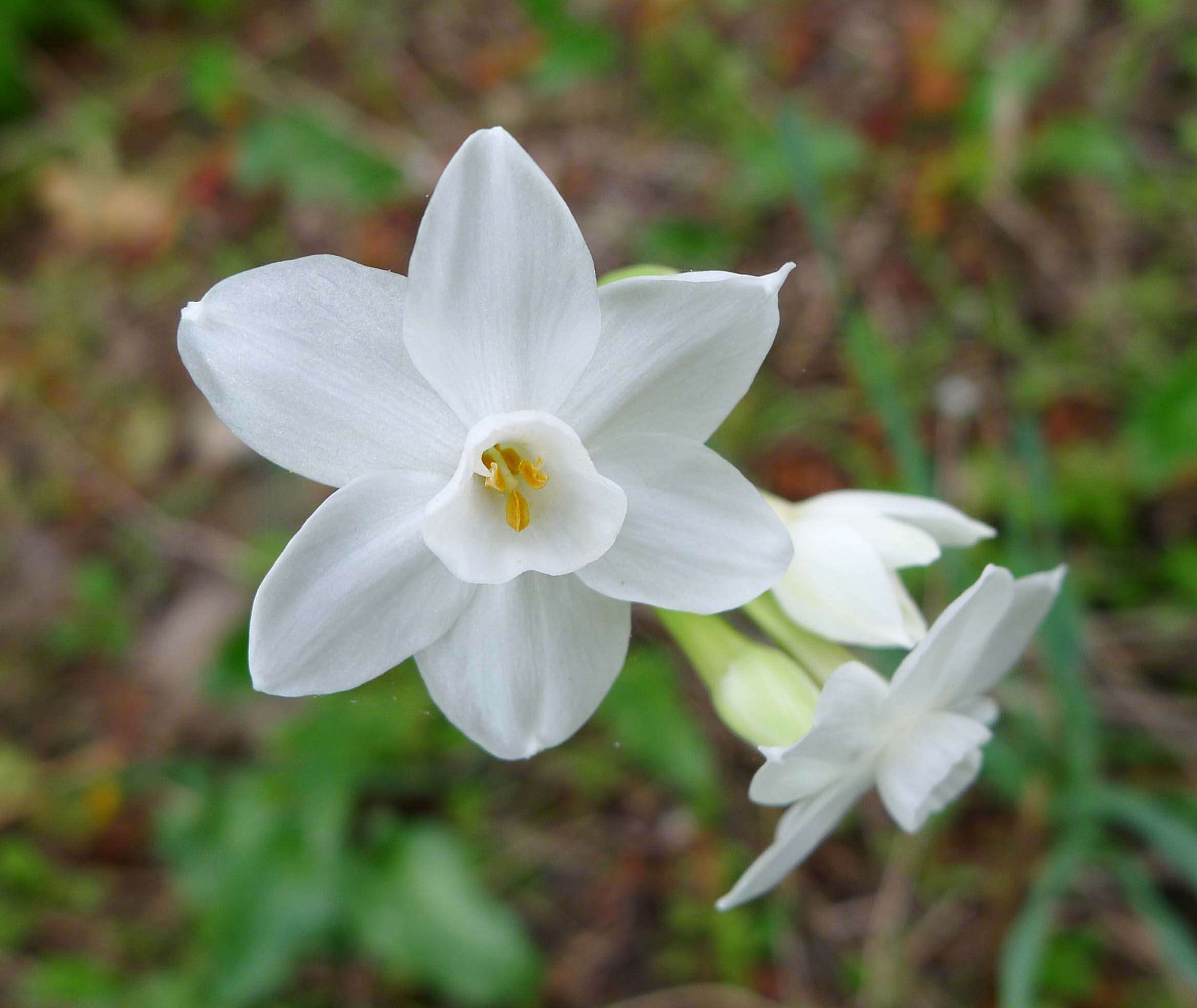 Image of paperwhite narcissus