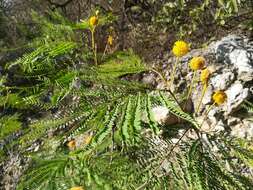 Image de Leucaena greggii S. Watson