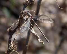 Image of Small Emerald Spreadwing