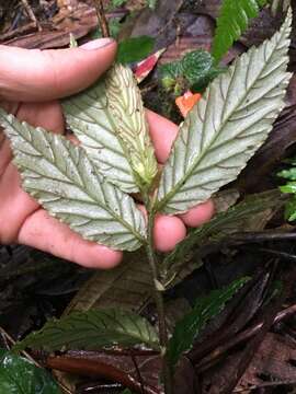 Слика од Begonia tetrandra Irmsch.