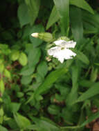 Imagem de Silene latifolia Poir.