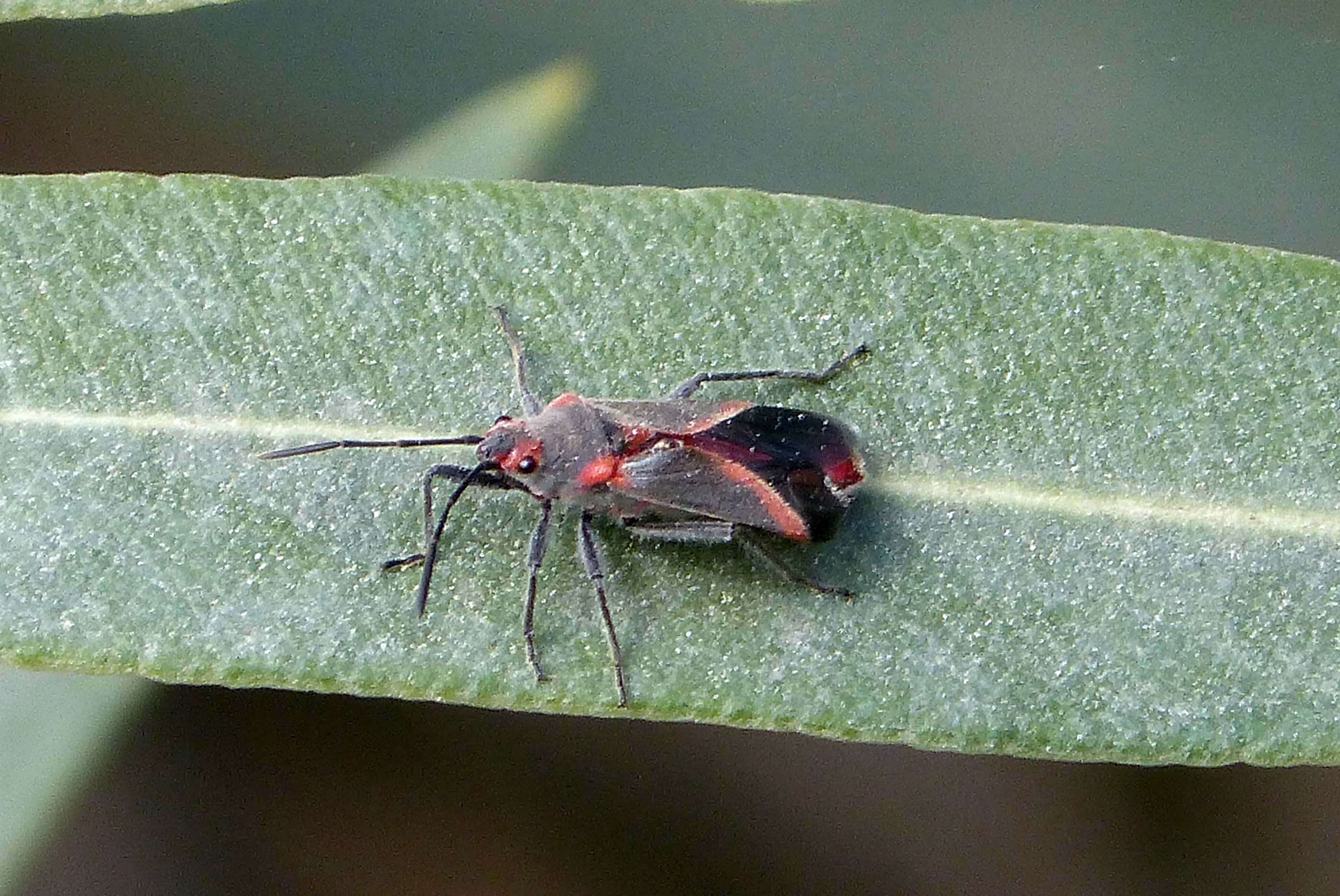 Image of Caenocoris nerii (Germar & E. F. 1847)