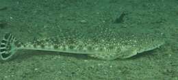 Image of Blue-spotted flathead