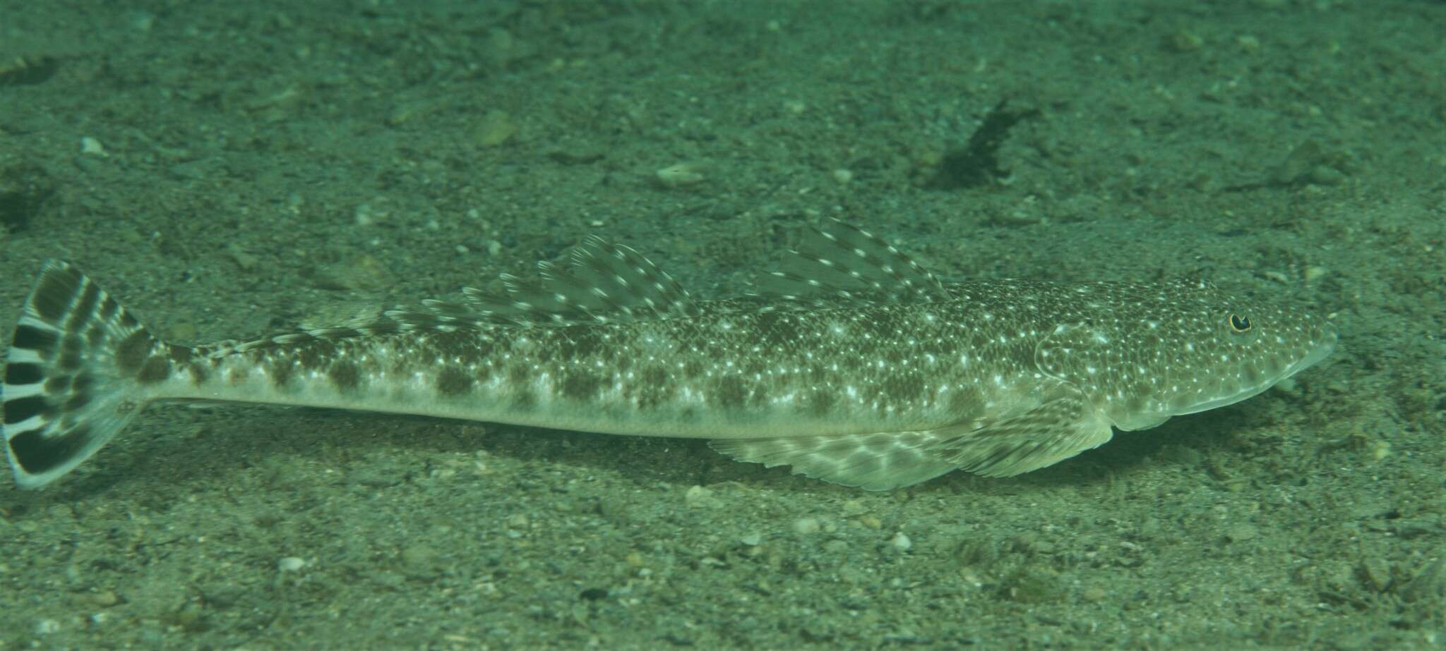 Image de Platycephalus caeruleopunctatus McCulloch 1922