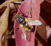 Image of Tachina fera (Linnaeus 1761)