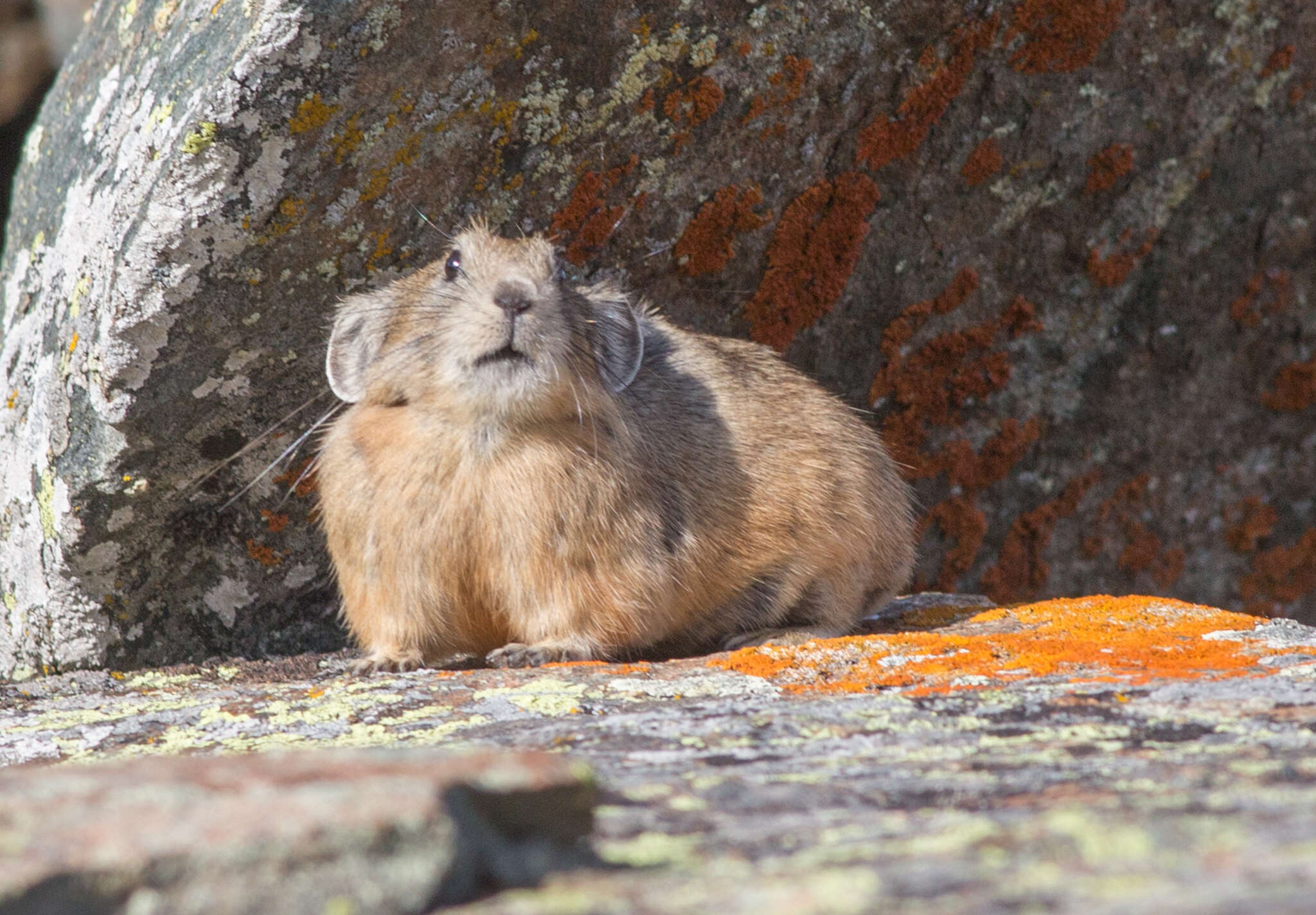 Image of Alpine Pika