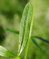 Plancia ëd Galium elongatum C. Presl