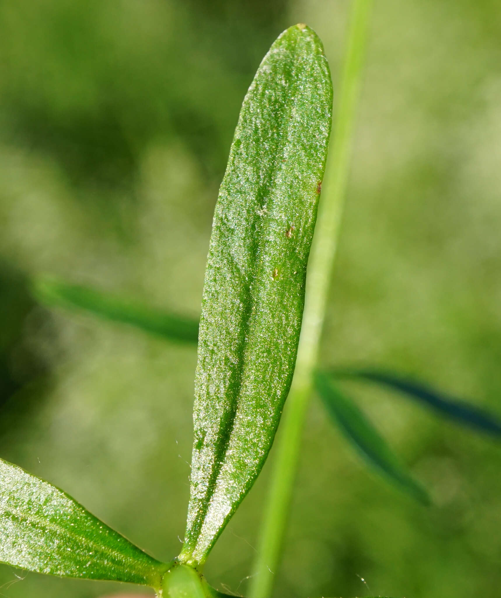 Image of Galium elongatum C. Presl