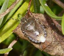 Image of sloe bug