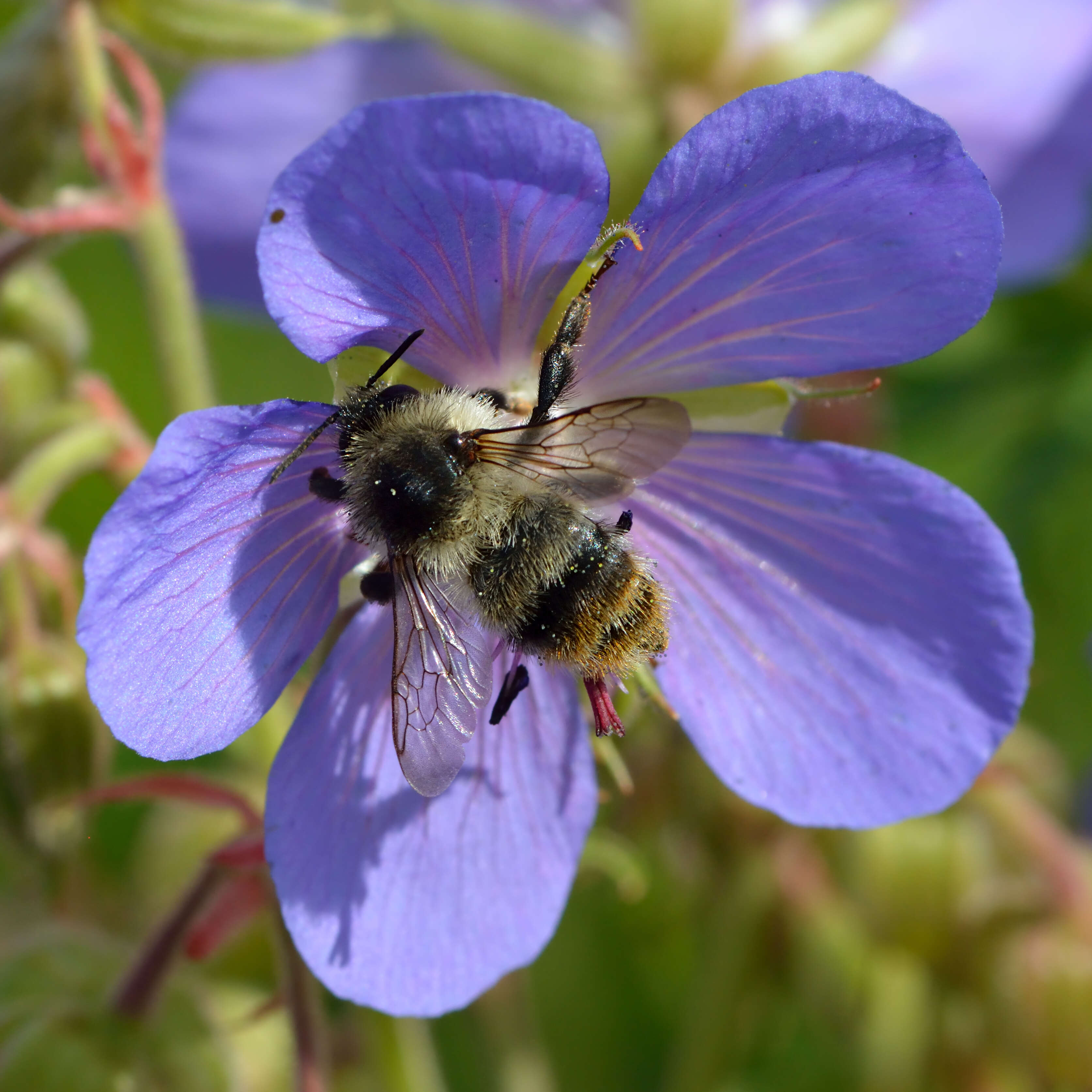 Image of Shrill carder bee