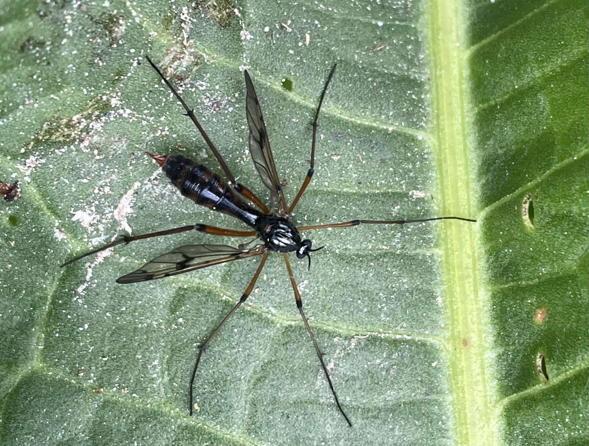 Image de Ptychoptera contaminata (Linnaeus 1758)