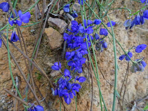 Image of Polygala microphylla L.