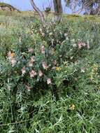 صورة Pimelea ligustrina Labill.