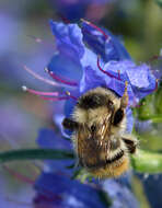 Image of Shrill carder bee