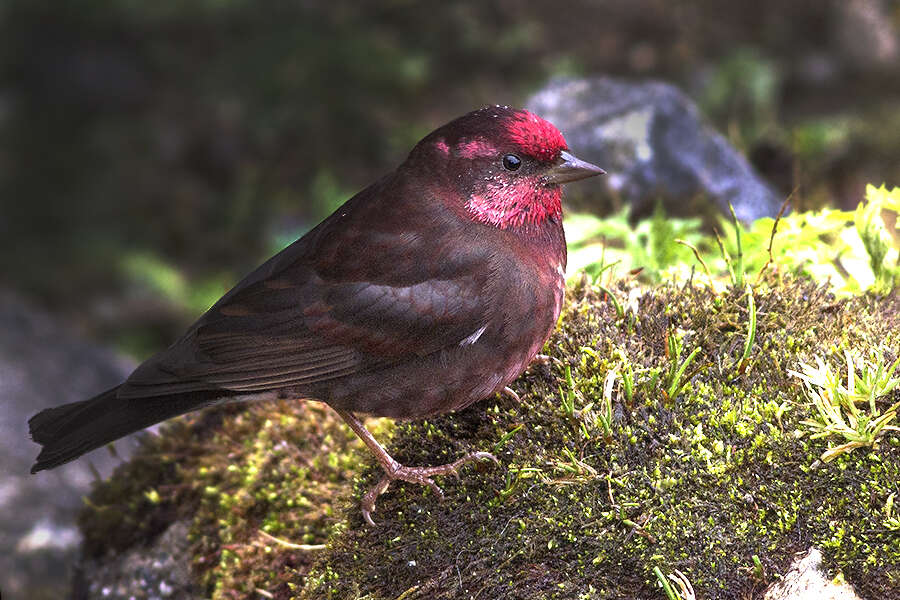 Image of Procarduelis Blyth 1843