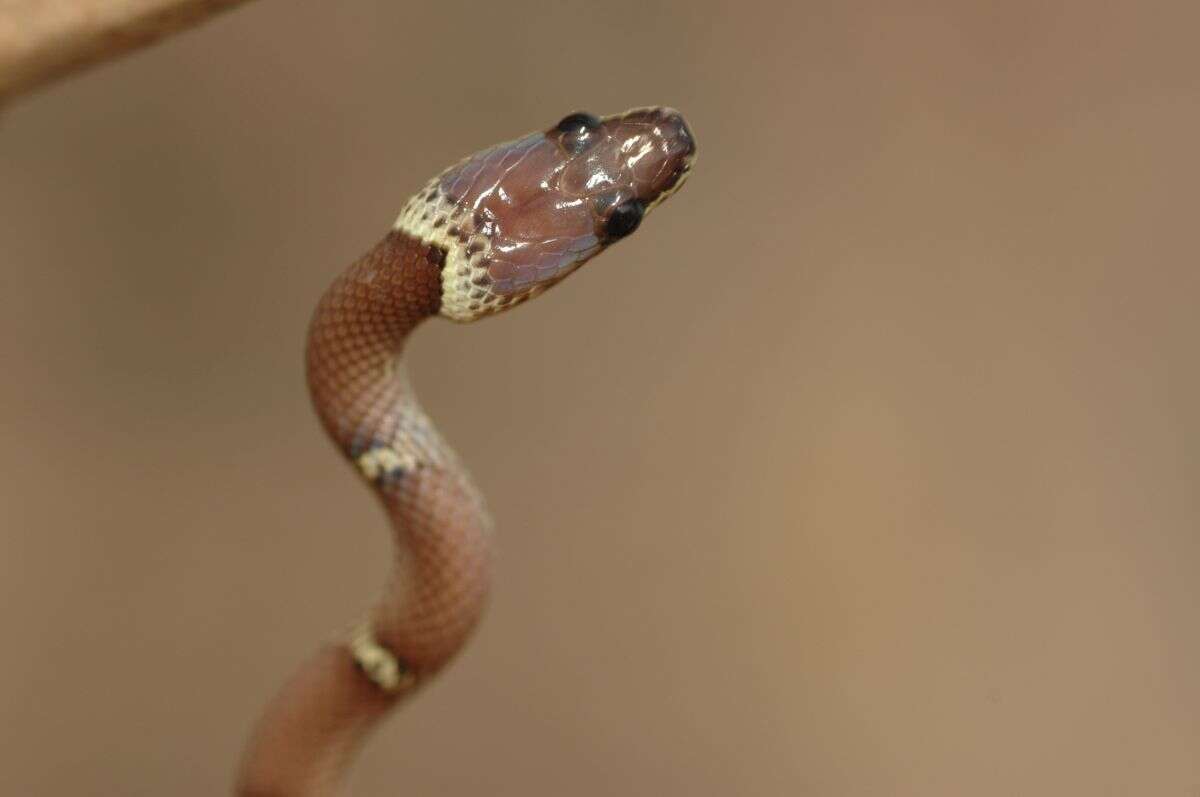Image of Common Wolf Snake