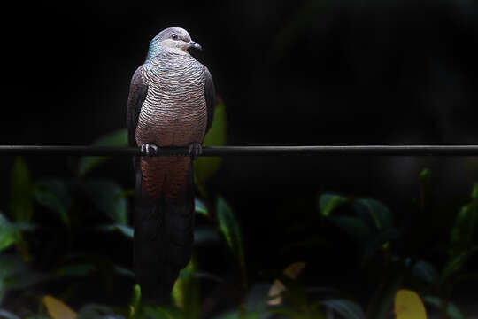 Image of Barred Cuckoo Dove