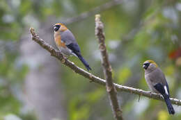 Image of Red-headed Bullfinch